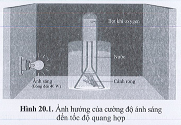 SBT Khoa học tự nhiên 7 Bài 20: Thực hành về quang hợp ở cây xanh - Cánh diều (ảnh 1)