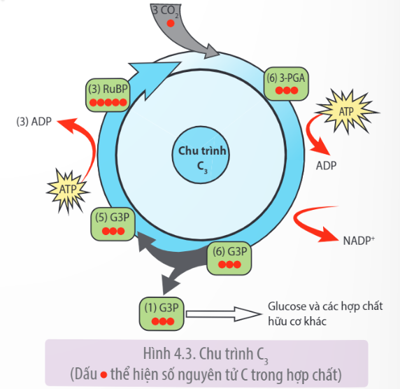  (ảnh 4)