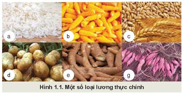 Công nghệ 10 Bài 1: Giới thiệu về trồng trọt | Kết nối tri thức (ảnh 1)