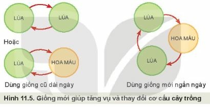 Công nghệ 10 Bài 11: Khái niệm và vai trò của giống cây trồng | Kết nối tri thức (ảnh 1)