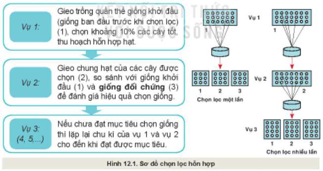 Công nghệ 10 Bài 12: Một số phương pháp chọn, tạo giống cây trồng | Kết nối tri thức (ảnh 1)