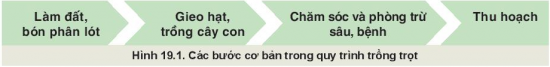 Công nghệ 10 Bài 19: Quy trình trồng trọt và cơ giới hoá trong trồng trọt | Kết nối tri thức (ảnh 1)