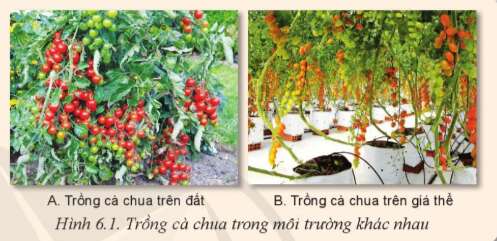 Công nghệ 10 Bài 6: Ứng dụng công nghệ cao trong sản xuất một số giá thể trồng cây | Cánh diều (ảnh 1)