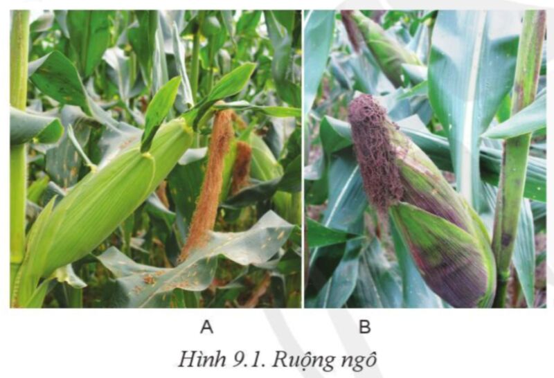 Công nghệ 10 Bài 9: Giống cây trồng | Cánh diều (ảnh 1)