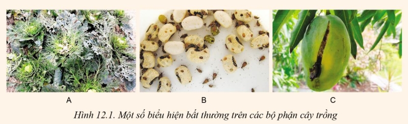 Công nghệ 10 Bài 12: Tác hại của sâu, bệnh đối với cây trồng | Cánh diều (ảnh 1)