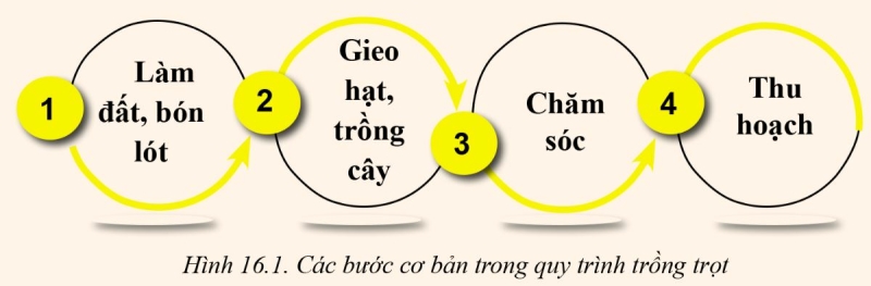 Công nghệ 10 Bài 16: Quy trình trồng trọt | Cánh diều (ảnh 1)