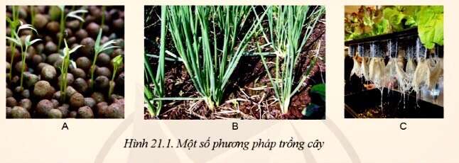 Công nghệ 10 Bài 21: Công nghệ trồng cây không dùng đất | Cánh diều (ảnh 1)