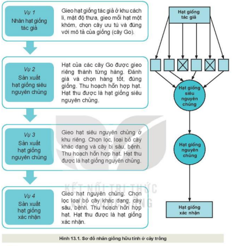 Lý thuyết Công Nghệ 10 Bài 13: Nhân giống cây trồng - Kết nối tri thức (ảnh 1)