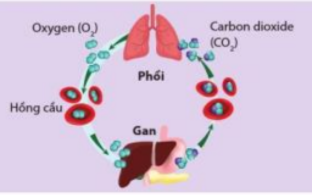 Hóa học 10 Bài 13: Phản ứng oxi hóa - khử | Giải Hóa 10 Cánh diều (ảnh 1)