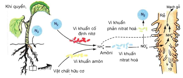 Lý thuyết Sinh học 11 Bài 6 (mới 2022 + 58 câu trắc nghiệm): Dinh dưỡng nitơ ở thực vật (tiếp theo) (ảnh 1)