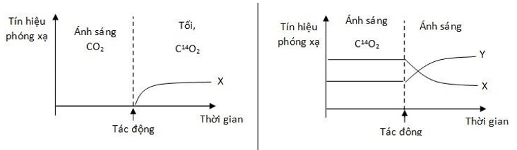 Lý thuyết Sinh học 11 Bài 9 (mới 2022 + 101 câu trắc nghiệm): Quang hợp ở các nhóm thực vật C3, C4 và CAM (ảnh 1)