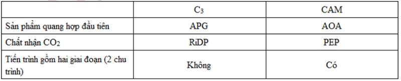 Lý thuyết Sinh học 11 Bài 9 (mới 2022 + 101 câu trắc nghiệm): Quang hợp ở các nhóm thực vật C3, C4 và CAM (ảnh 3)