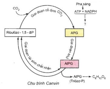 Lý thuyết Sinh học 11 Bài 9 (mới 2022 + 101 câu trắc nghiệm): Quang hợp ở các nhóm thực vật C3, C4 và CAM (ảnh 7)