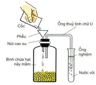 Lý thuyết Sinh học 11 Bài 12 (mới 2022 + 110 câu trắc nghiệm): Hô hấp ở thực vật (ảnh 1)