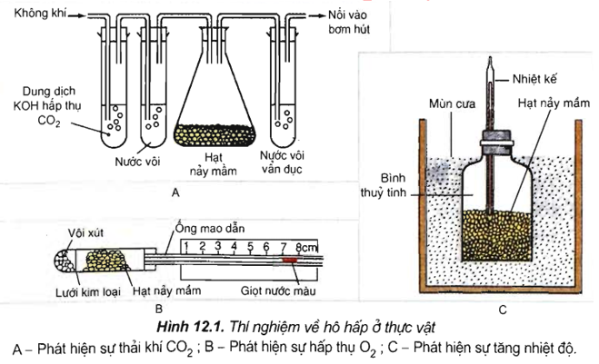 Lý thuyết Sinh học 11 Bài 12 (mới 2022 + 110 câu trắc nghiệm): Hô hấp ở thực vật (ảnh 2)