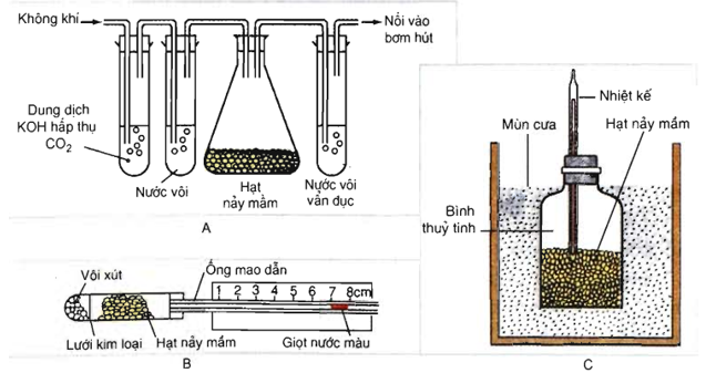 Lý thuyết Sinh học 11 Bài 12 (mới 2022 + 110 câu trắc nghiệm): Hô hấp ở thực vật (ảnh 3)