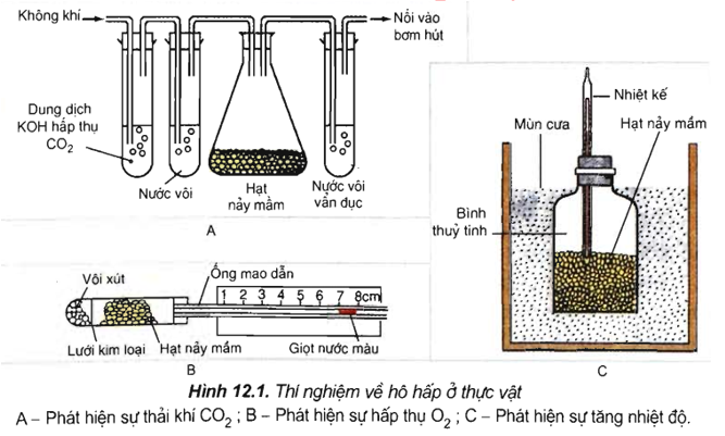 Lý thuyết Sinh học 11 Bài 12 (mới 2022 + 110 câu trắc nghiệm): Hô hấp ở thực vật (ảnh 4)