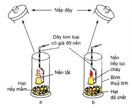 Lý thuyết Sinh học 11 Bài 12 (mới 2022 + 110 câu trắc nghiệm): Hô hấp ở thực vật (ảnh 6)