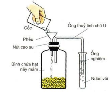 Lý thuyết Sinh học 11 Bài 12 (mới 2022 + 110 câu trắc nghiệm): Hô hấp ở thực vật (ảnh 8)