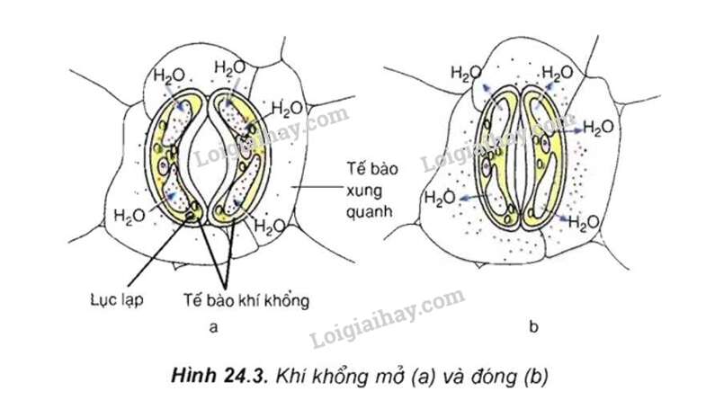  (ảnh 10)