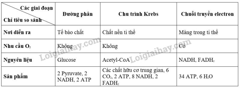 Sinh học 10 Bài 14: Phân giải và tổng hợp các chất trong tế bào | Giải Sinh 10 Kết nối tri thức  (ảnh 12)