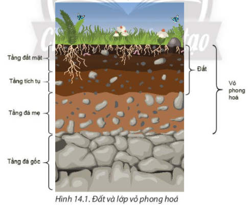 Địa Lí 10 Bài 14: Đất | Chân trời sáng tạo (ảnh 1)