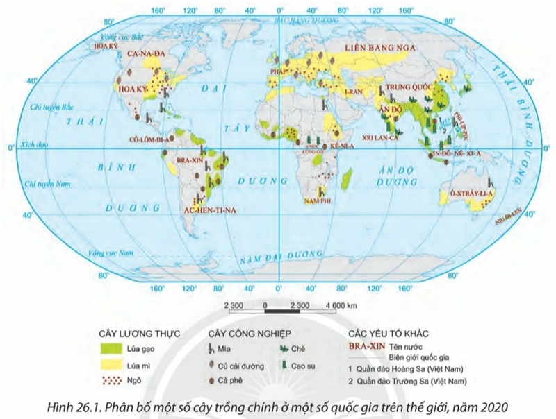 Địa Lí 10 Bài 26: Địa lí các ngành nông nghiệp, lâm nghiệp, thủy sản | Chân trời sáng tạo (ảnh 1)