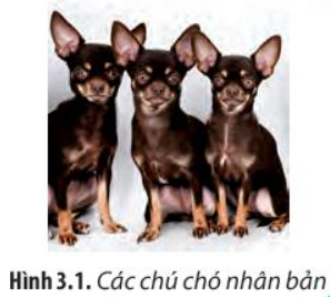 Chuyên đề Sinh học 10 Bài 3 (Chân trời sáng tạo): Công nghệ tế bào động vật và thành tựu  (ảnh 1)