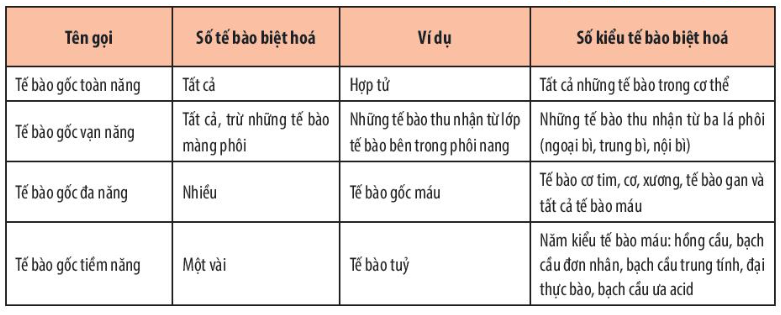 Chuyên đề Sinh học 10 Bài 4 (Chân trời sáng tạo): Tế bào gốc và công nghệ tế bào gốc  (ảnh 1)