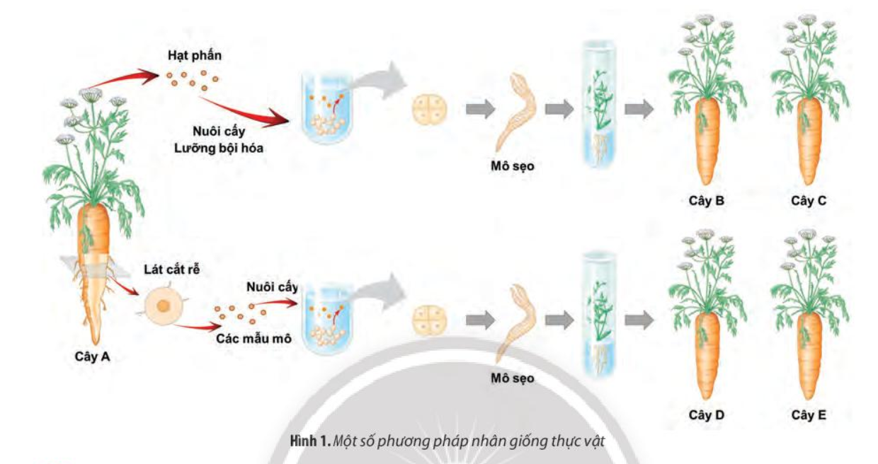 Chuyên đề Sinh học 10 (Chân trời sáng tạo) Bài ôn tập chuyên đề 1  (ảnh 1)