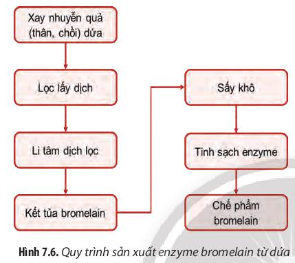 Chuyên đề Sinh học 10 Bài 7 (Chân trời sáng tạo): Quy trình công nghệ sản xuất enzyme  (ảnh 1)