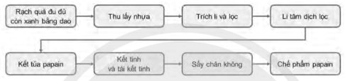 Chuyên đề Sinh học 10 Bài 7 (Chân trời sáng tạo): Quy trình công nghệ sản xuất enzyme  (ảnh 1)