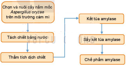 Chuyên đề Sinh học 10 Bài 7 (Chân trời sáng tạo): Quy trình công nghệ sản xuất enzyme  (ảnh 1)