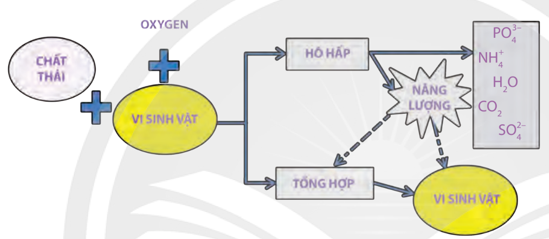 Chuyên đề Sinh học 10 Bài 10 (Chân trời sáng tạo): Vi sinh vật trong phân hủy các hợp chất  (ảnh 1)