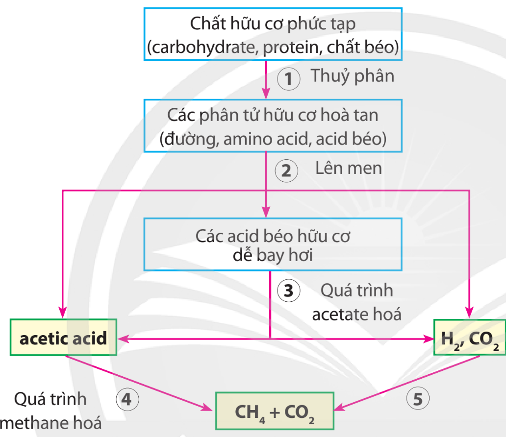 Chuyên đề Sinh học 10 Bài 10 (Chân trời sáng tạo): Vi sinh vật trong phân hủy các hợp chất  (ảnh 1)