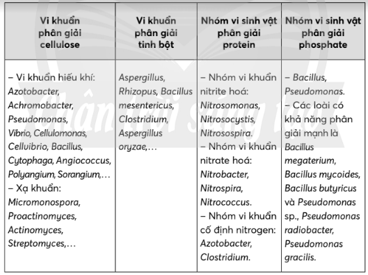 Chuyên đề Sinh học 10 (Chân trời sáng tạo) Ôn tập chuyên đề 3 (ảnh 1)