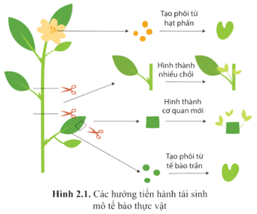 Chuyên đề Sinh học 10 Bài 2 (Cánh diều): Cơ sở công nghệ tế bào thực vật và ứng dụng  (ảnh 1)