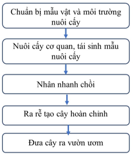 Chuyên đề Sinh học 10 Bài 3 (Cánh diều): Các giai đoạn của công nghệ tế bào thực vật  (ảnh 1)