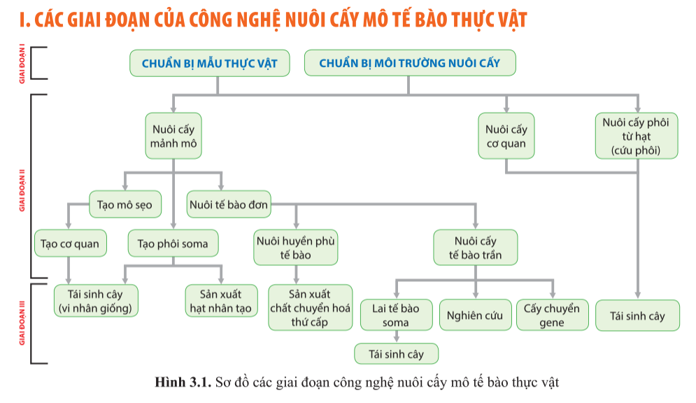 Chuyên đề Sinh học 10 Bài 3 (Cánh diều): Các giai đoạn của công nghệ tế bào thực vật  (ảnh 1)