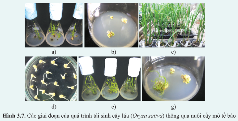 Chuyên đề Sinh học 10 Bài 3 (Cánh diều): Các giai đoạn của công nghệ tế bào thực vật  (ảnh 1)