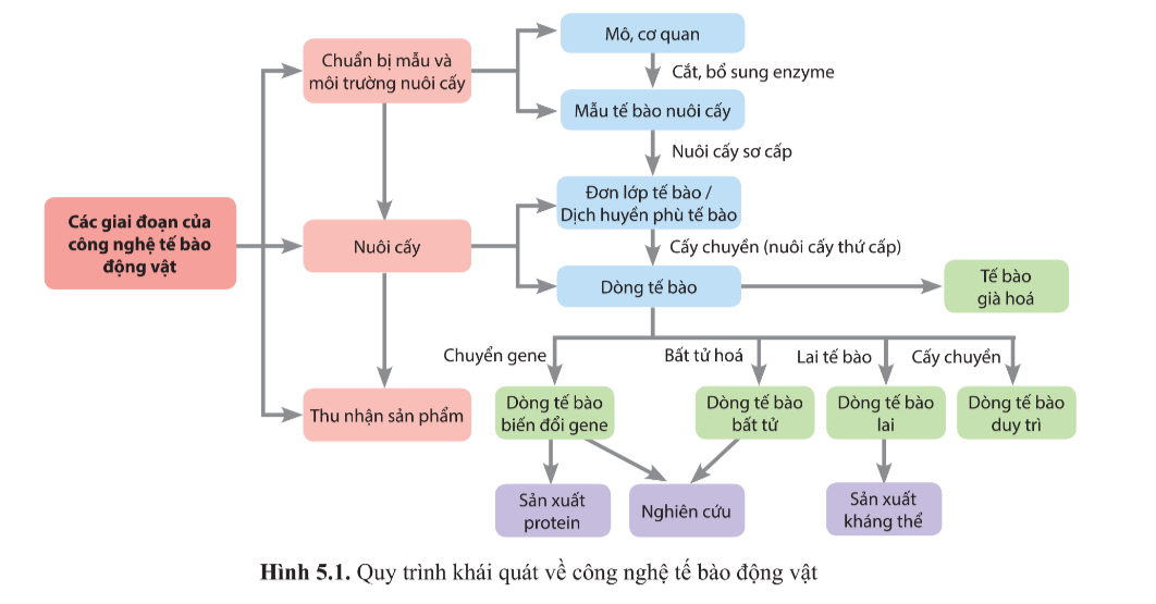 Chuyên đề Sinh học 10 Bài 5 (Cánh diều): Các giai đoạn của công nghệ tế bào động vật  (ảnh 1)