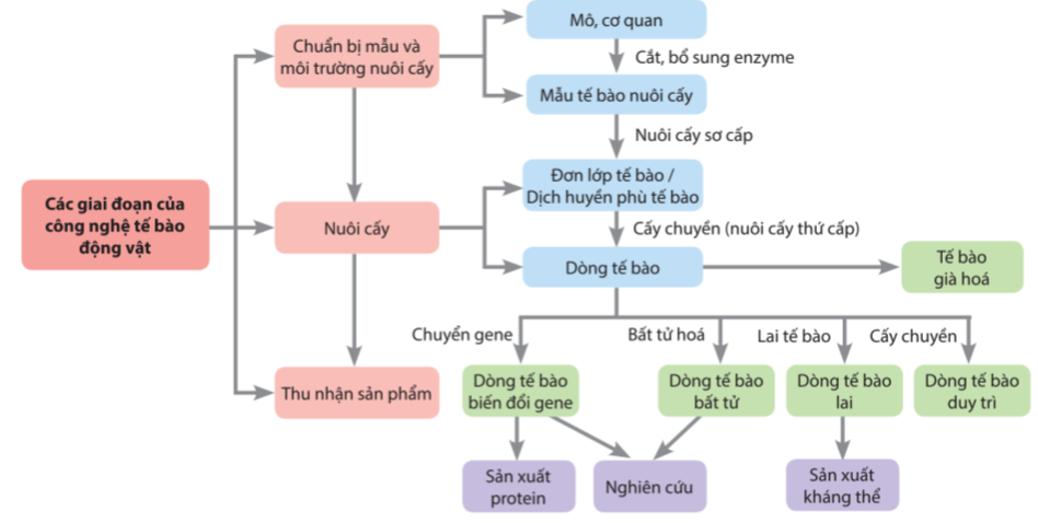 Chuyên đề Sinh học 10 Bài 5 (Cánh diều): Các giai đoạn của công nghệ tế bào động vật  (ảnh 1)