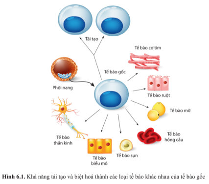 Chuyên đề Sinh học 10 Bài 6 (Cánh diều): Công nghệ tế bào gốc và ứng dụng  (ảnh 1)