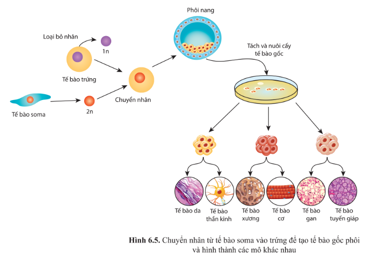 Chuyên đề Sinh học 10 Bài 6 (Cánh diều): Công nghệ tế bào gốc và ứng dụng  (ảnh 1)