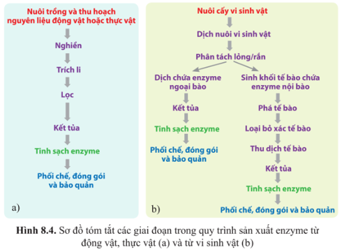 Chuyên đề Sinh học 10 Bài 8 (Cánh diều): Sản xuất enzyme tự nhiên (ảnh 1)