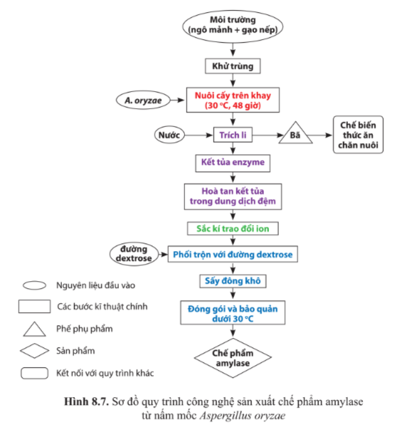 Chuyên đề Sinh học 10 Bài 8 (Cánh diều): Sản xuất enzyme tự nhiên (ảnh 1)