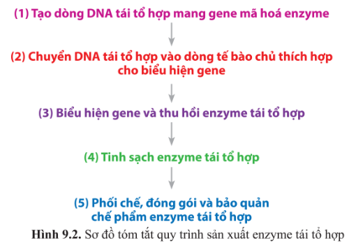 Chuyên đề Sinh học 10 Bài 9 (Cánh diều): Sản xuất enzyme tái tổ hợp (ảnh 1)