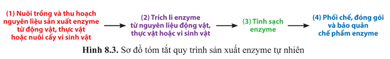 Chuyên đề Sinh học 10 Bài 9 (Cánh diều): Sản xuất enzyme tái tổ hợp (ảnh 1)