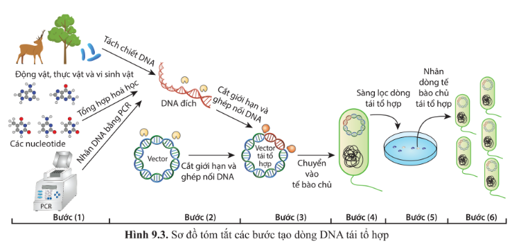 Chuyên đề Sinh học 10 Bài 9 (Cánh diều): Sản xuất enzyme tái tổ hợp (ảnh 1)