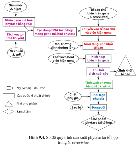 Chuyên đề Sinh học 10 Bài 9 (Cánh diều): Sản xuất enzyme tái tổ hợp (ảnh 1)